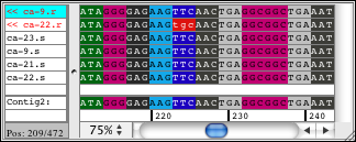 Looking at the bases of sequences with an amino acid based color scheme as background