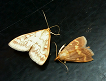 female and male European Corn Borer