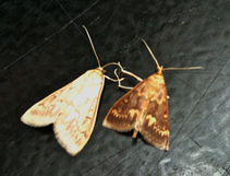 female and male European Corn Borer