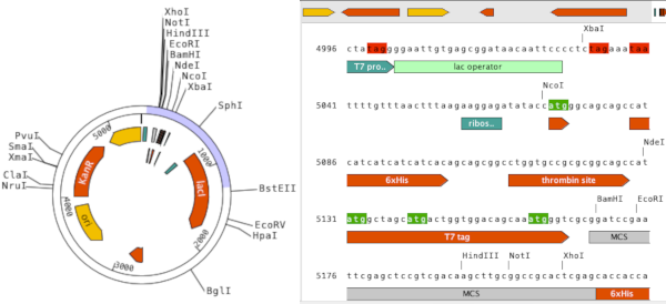 Sequence Map and Base View