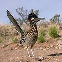 Greater Roadrunner