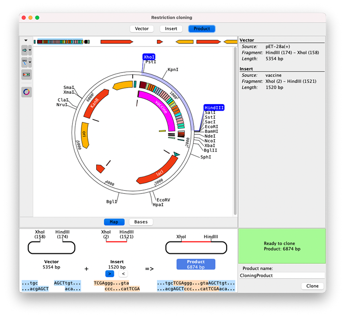 restriction cloning